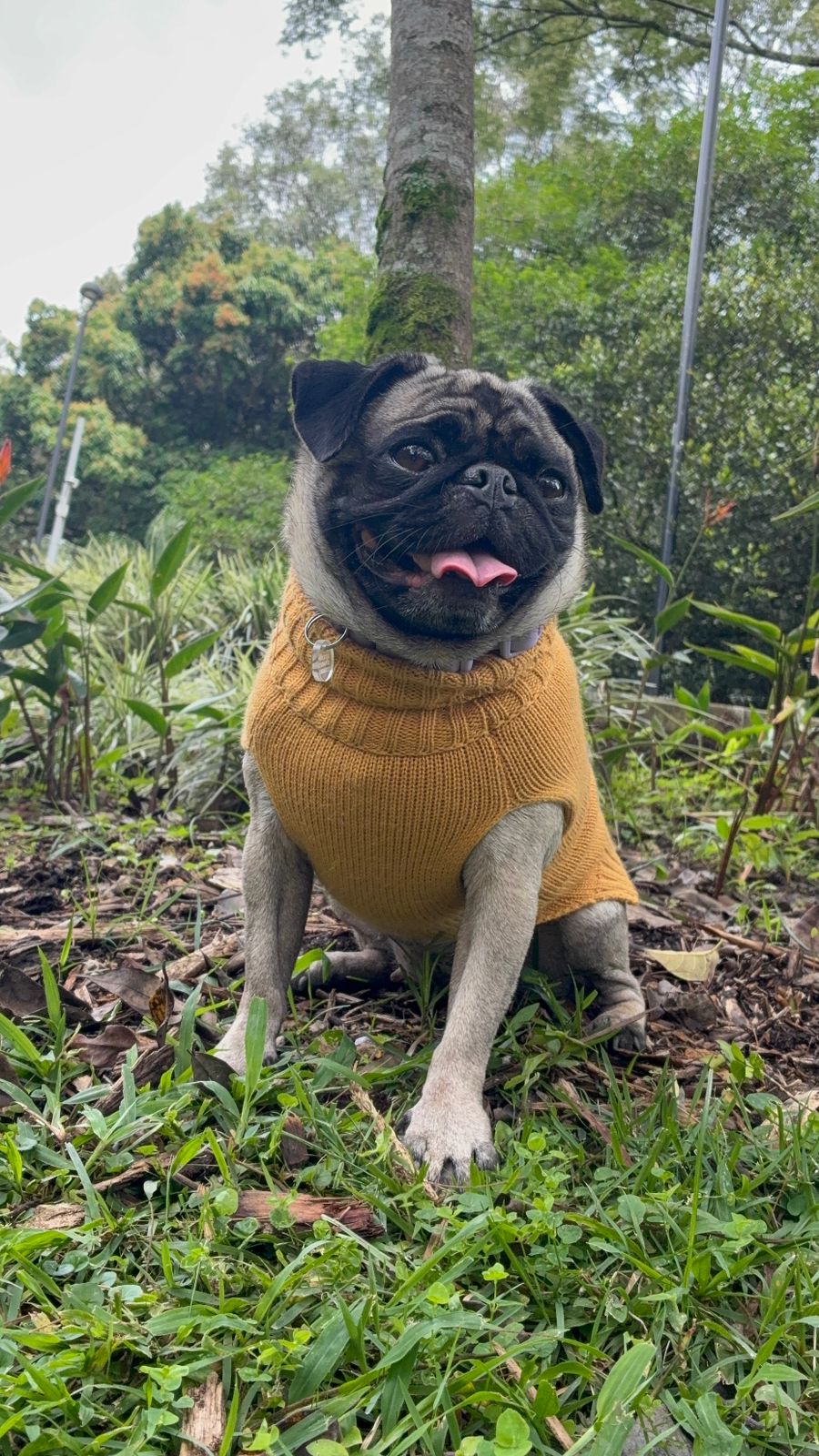 Milo con su saco